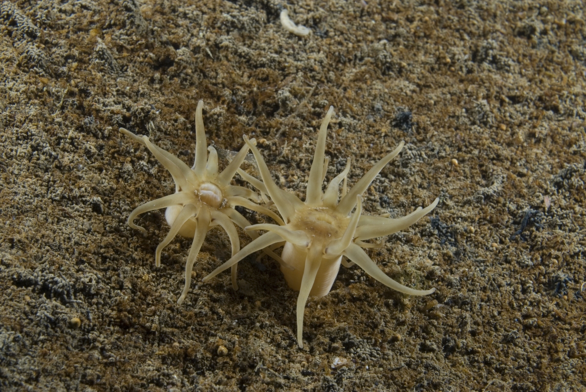 Представитель Семейства Halcampidae